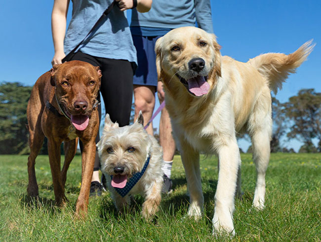 Million Paws Walk 2022
