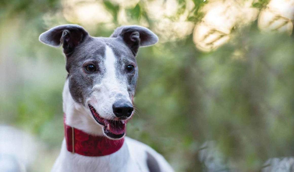 RSPCA Greyhound Adoption Program