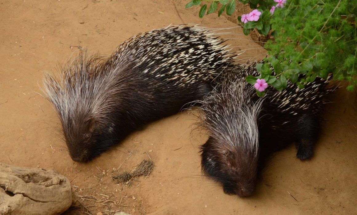 Species Risk Assessment: Cape Porcupine