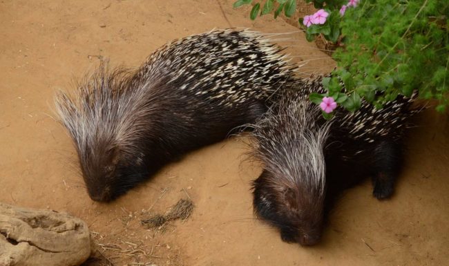 Species Risk Assessment: Cape Porcupine