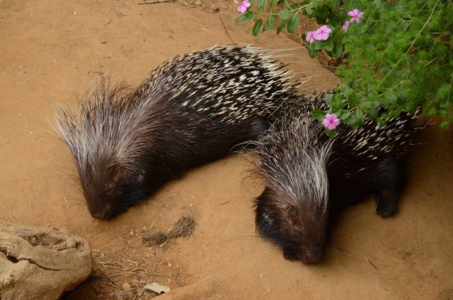 Species Risk Assessment: Cape Porcupine