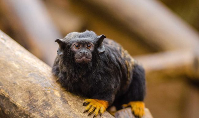 Species Risk Assessment: Red-handed Tamarin