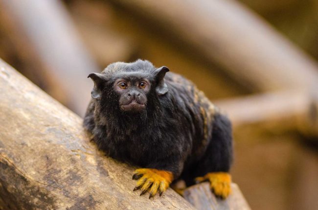 Species Risk Assessment: Red-handed Tamarin