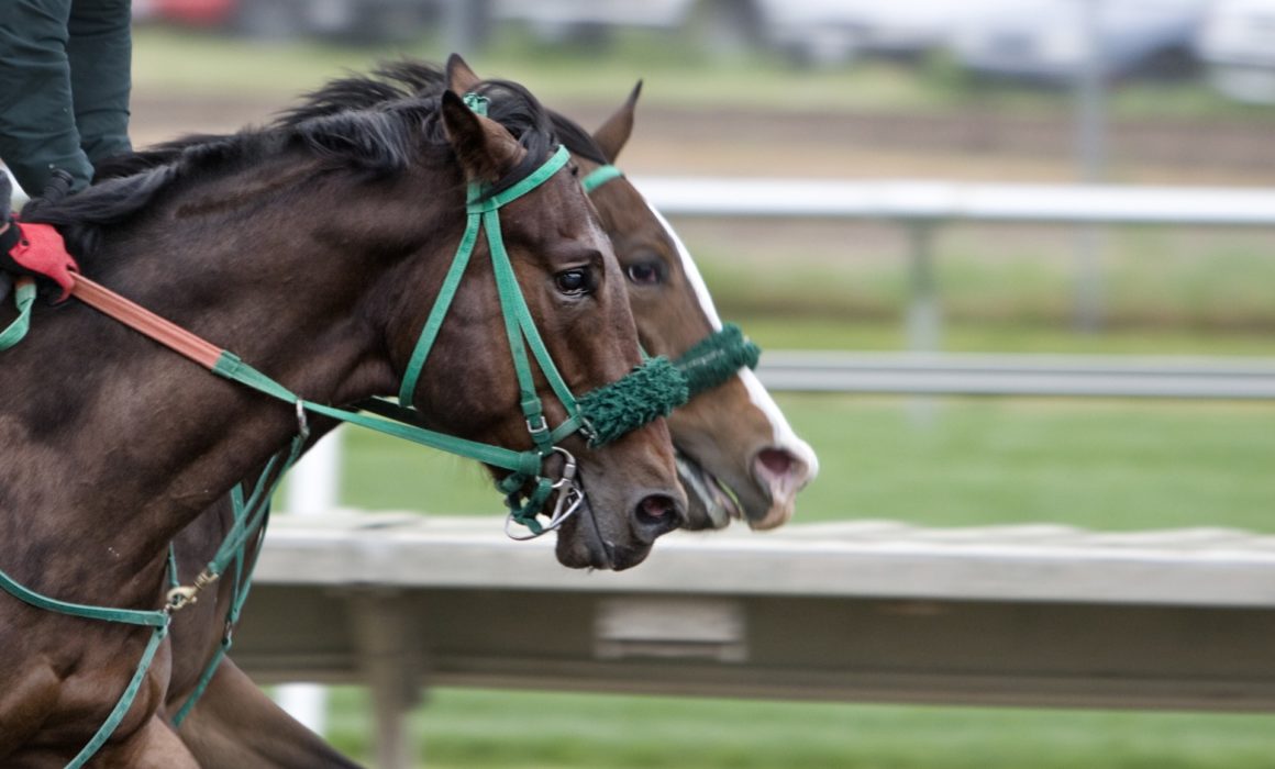 RSPCA Calls On Racing Industry To Improve Animal Welfare Outcomes