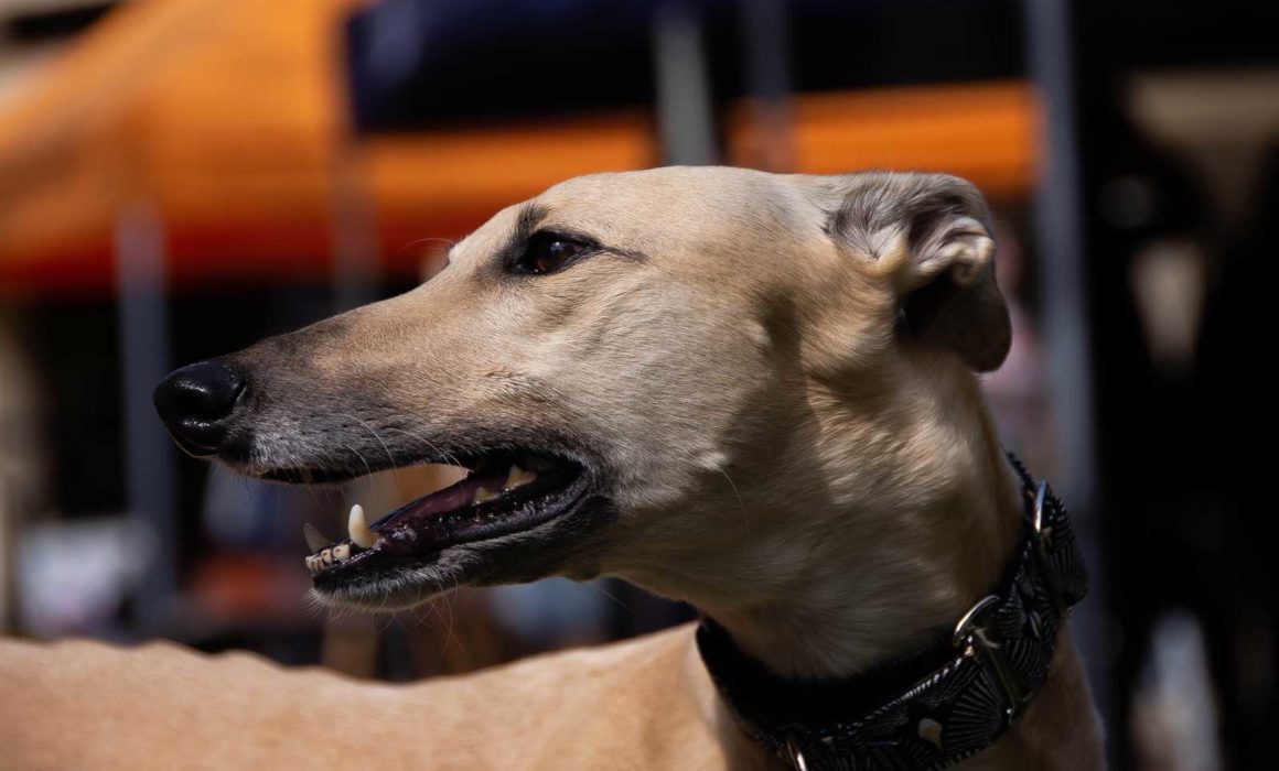 Greyhound Training Facility Exeter Anthony Bullock