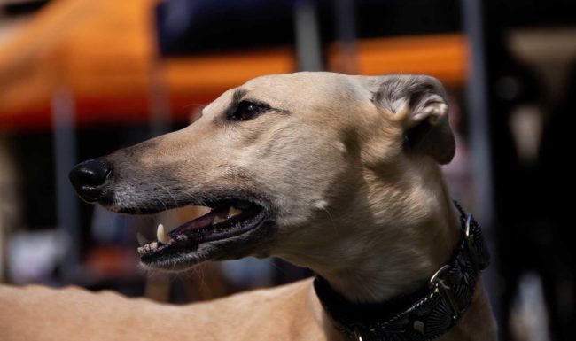 Greyhound Training Facility Exeter Anthony Bullock