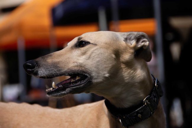 Greyhound Training Facility Exeter Anthony Bullock