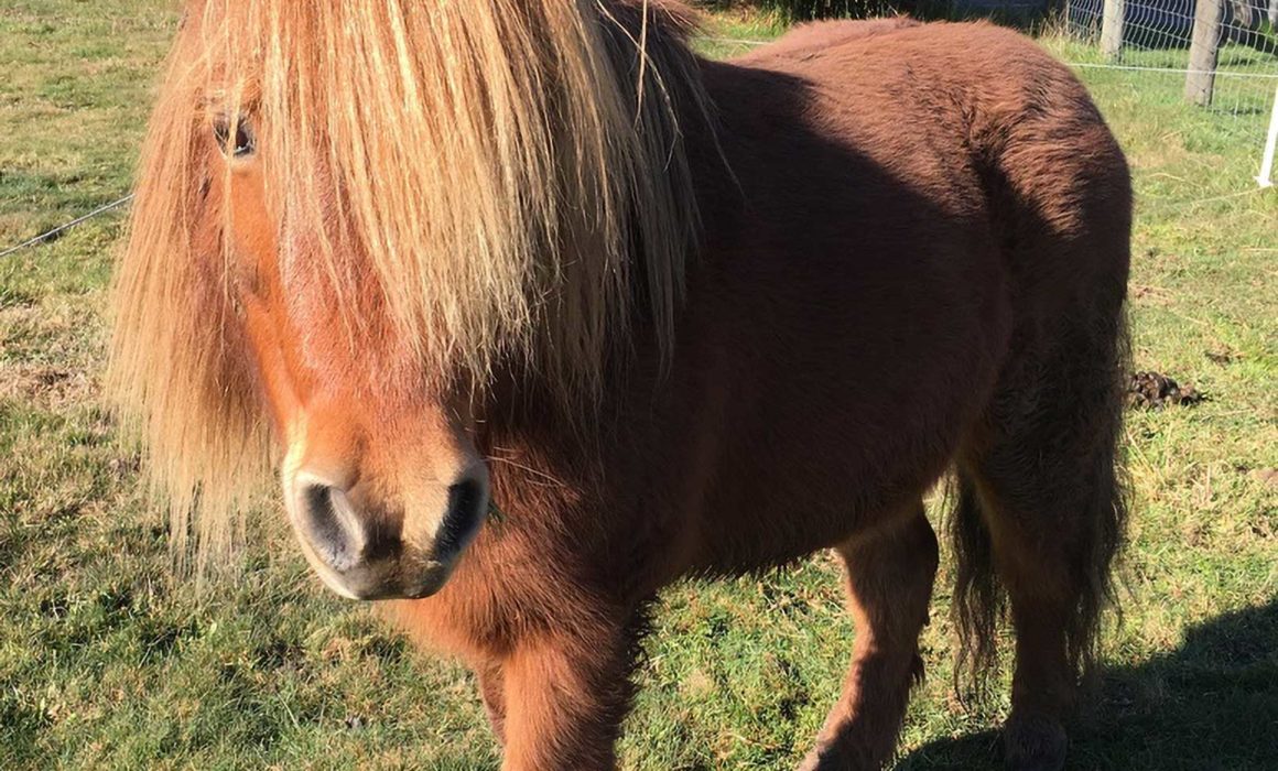 Pony Minky