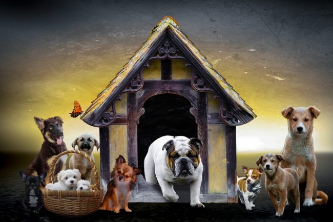 Requirements for Dog Facilities’ Managers