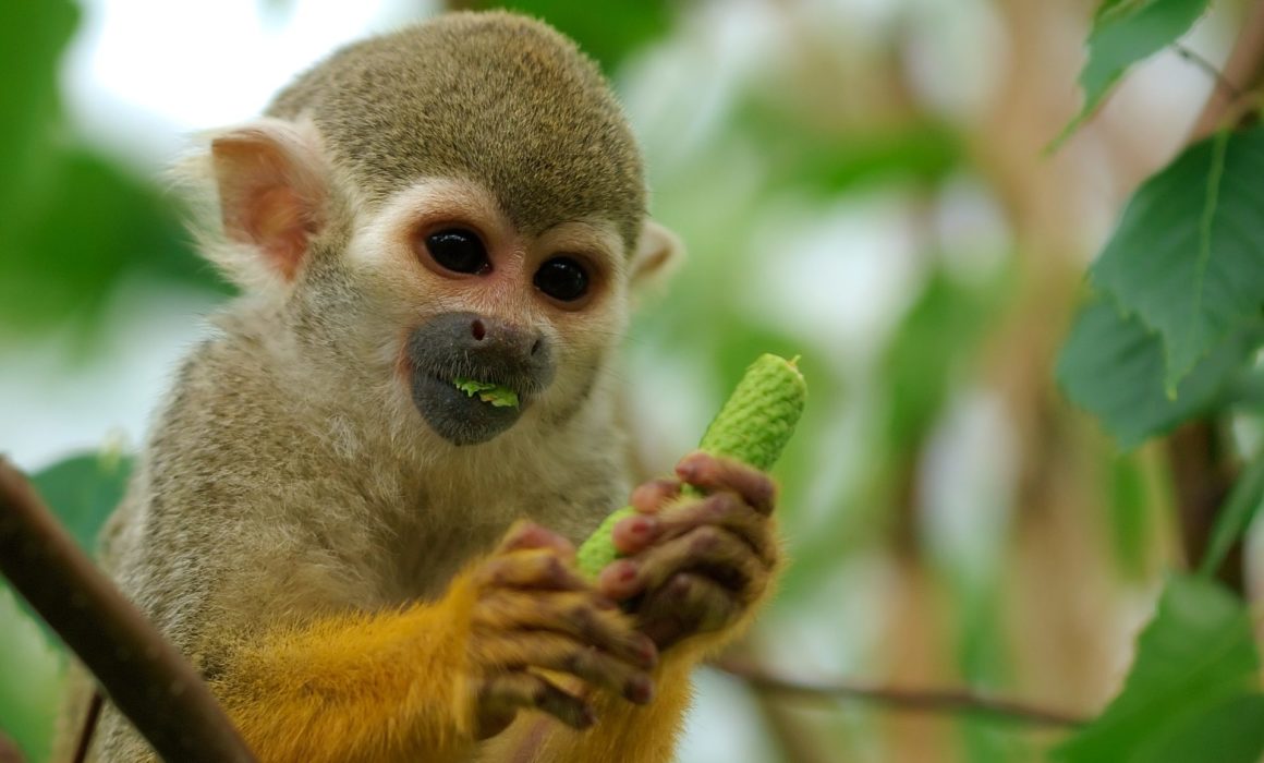 Species Risk Assessment – Bolivian Squirrel Monkey