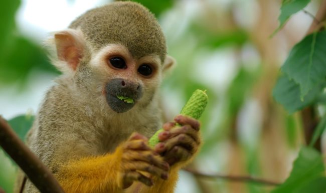 Species Risk Assessment – Bolivian Squirrel Monkey