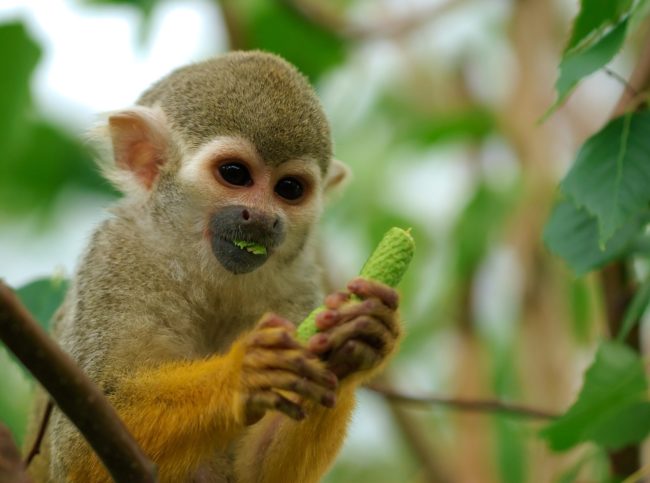 Species Risk Assessment – Bolivian Squirrel Monkey