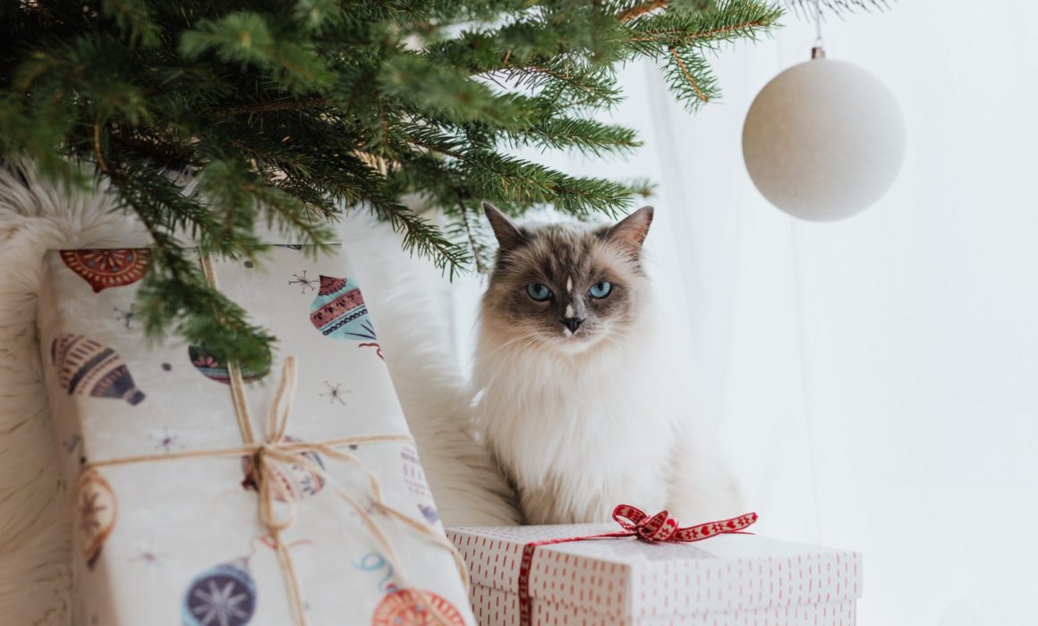 Make sure your pet has a pawsome Christmas