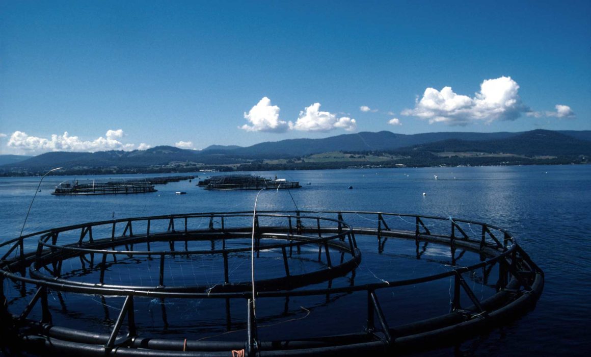 Draft Tasmanian Salmon Industry Plan 2023