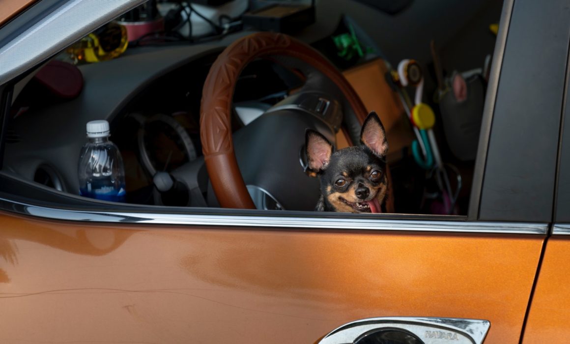 Dogs can die in hot cars in just six minutes