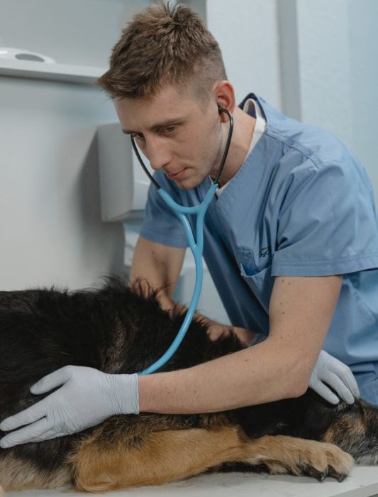 Vet examining dog - RSPCA Centrepay Emergency Vet Program