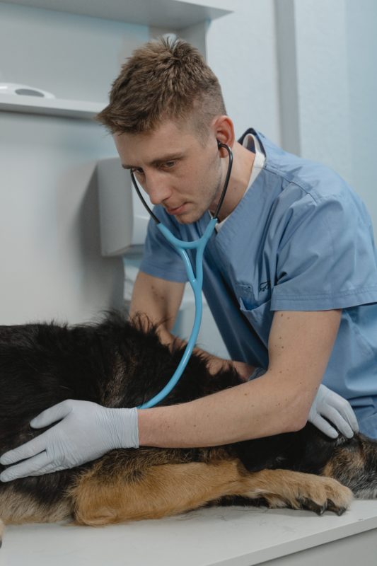 Vet examining dog - RSPCA Centrepay Emergency Vet Program