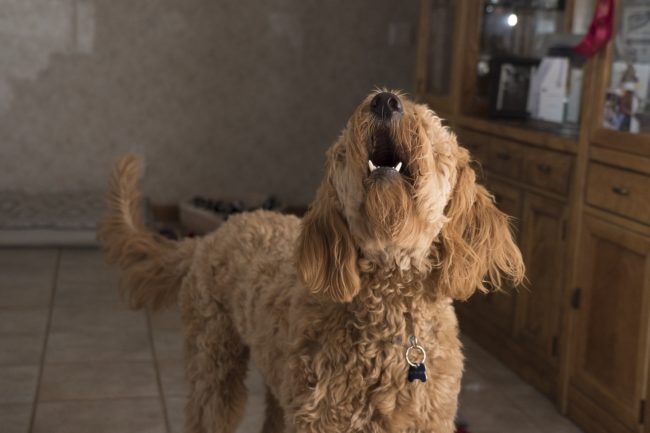 What causes dogs to bark excessively?