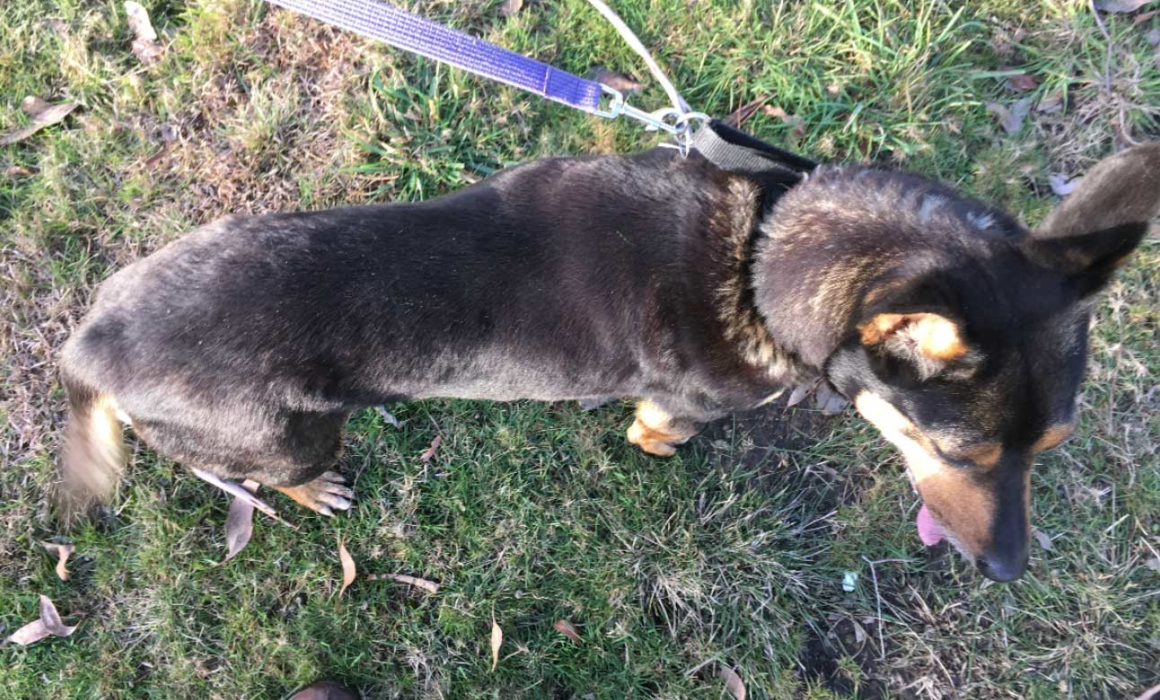 ‘Gemma’ Black and tan female Kelpie on 21.7.21 at Animal Care Centre, Spreyton