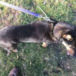 ‘Gemma’ Black and tan female Kelpie on 21.7.21 at Animal Care Centre, Spreyton
