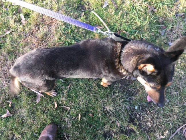 ‘Gemma’ Black and tan female Kelpie on 21.7.21 at Animal Care Centre, Spreyton