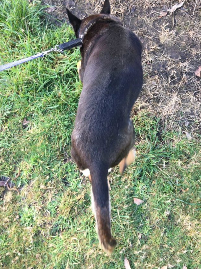 ‘Gemma’ Black and tan female Kelpie on 21.7.21 at Animal Care Centre, Spreyton