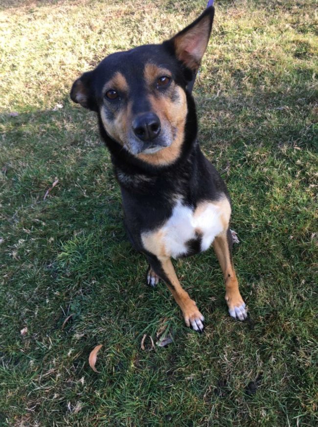 ‘Gemma’ Black and tan female Kelpie on 21.7.21 at Animal Care Centre, Spreyton