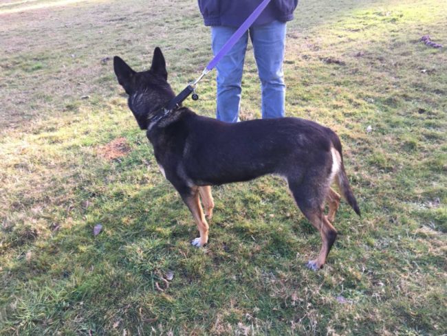 ‘Gemma’ Black and tan female Kelpie on 21.7.21 at Animal Care Centre, Spreyton