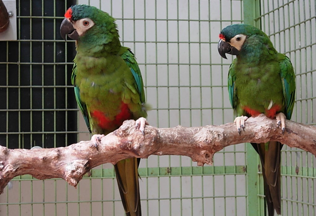 Blue Winged Macaw