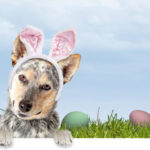 Cat and Dog Easter