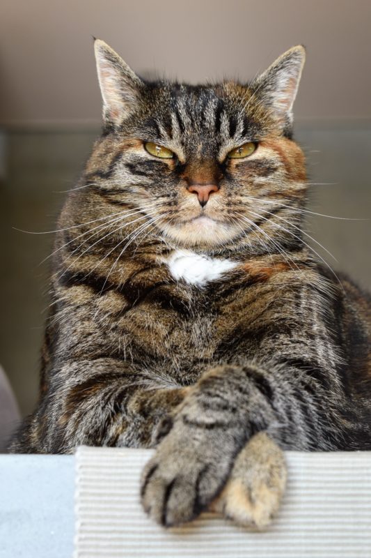 Surrender Cat or Kitten
