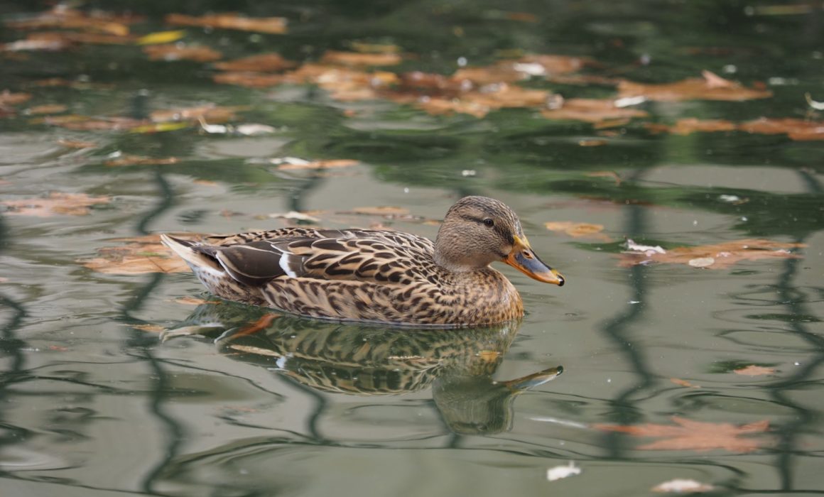 Call for Enquiry into Recreational Duck Shooting