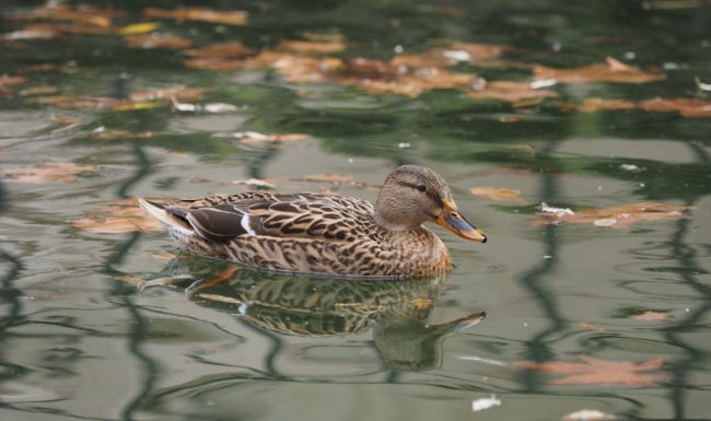 Call for Enquiry into Recreational Duck Shooting