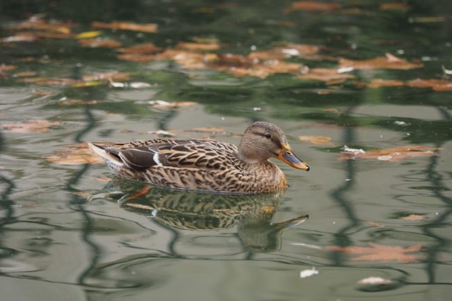 Call for Enquiry into Recreational Duck Shooting