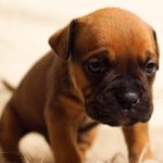 Time to stamp out puppy farming
