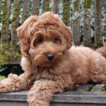 Labradoodle breeders appear in court