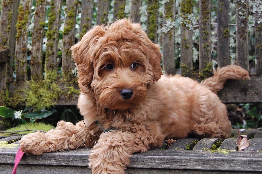 Labradoodle breeders appear in court