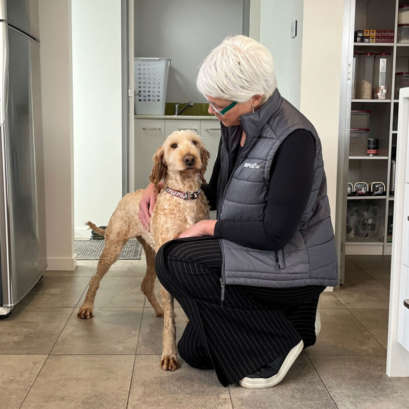 Andrea-labradoodle-sqr