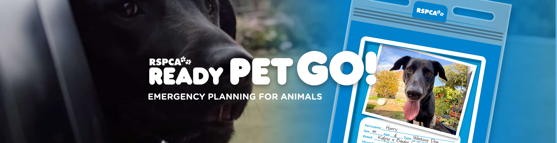 ready-pet-go-banner