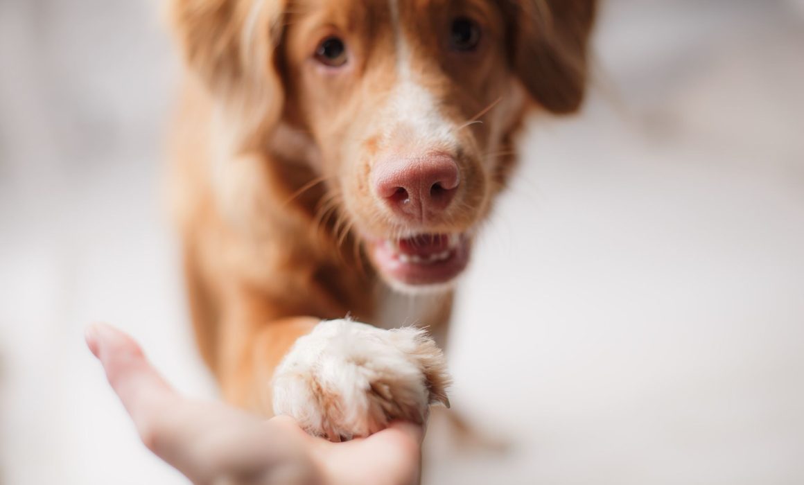 WHO WE ARE, WHAT WE DO AND HOW WE'RE FUNDED