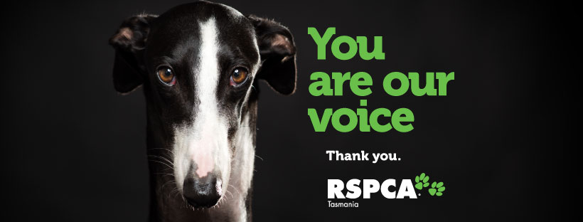 Greyhound-Header-Image-base