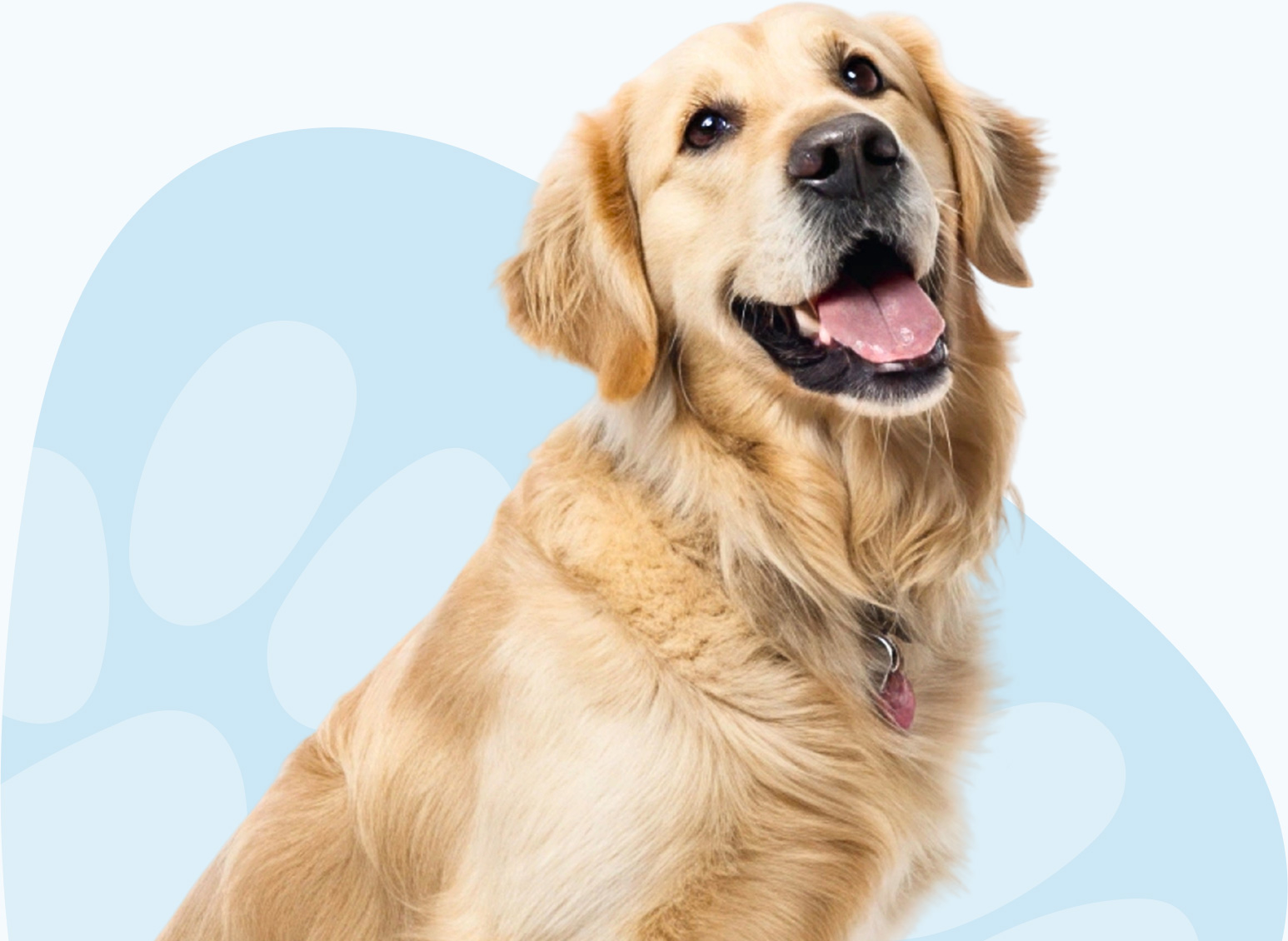 rspca-pet-insurance-half-golden-retriever