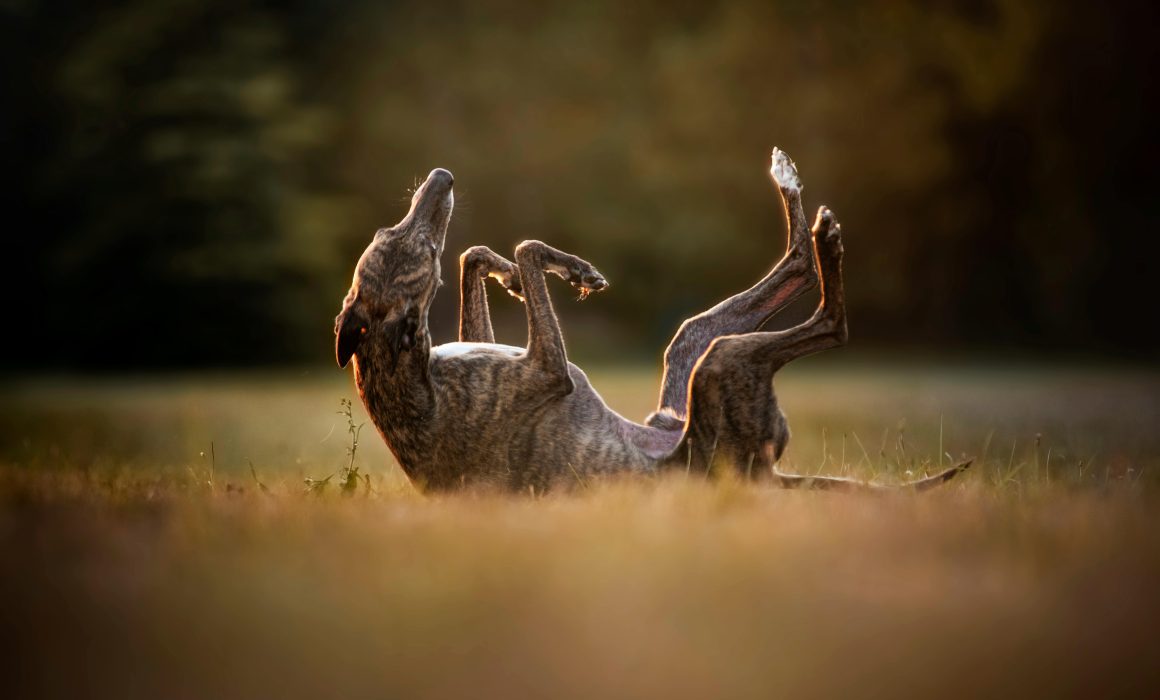 Rebuttal to Industry Submission on the Greyhound Racing Phase-Out
