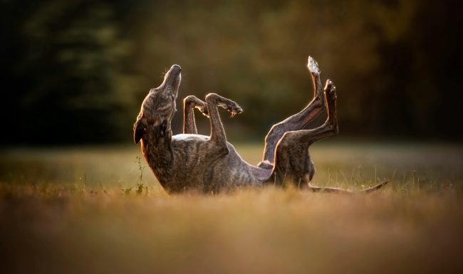 Rebuttal to Industry Submission on the Greyhound Racing Phase-Out