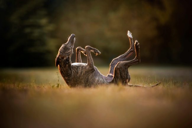 Rebuttal to Industry Submission on the Greyhound Racing Phase-Out