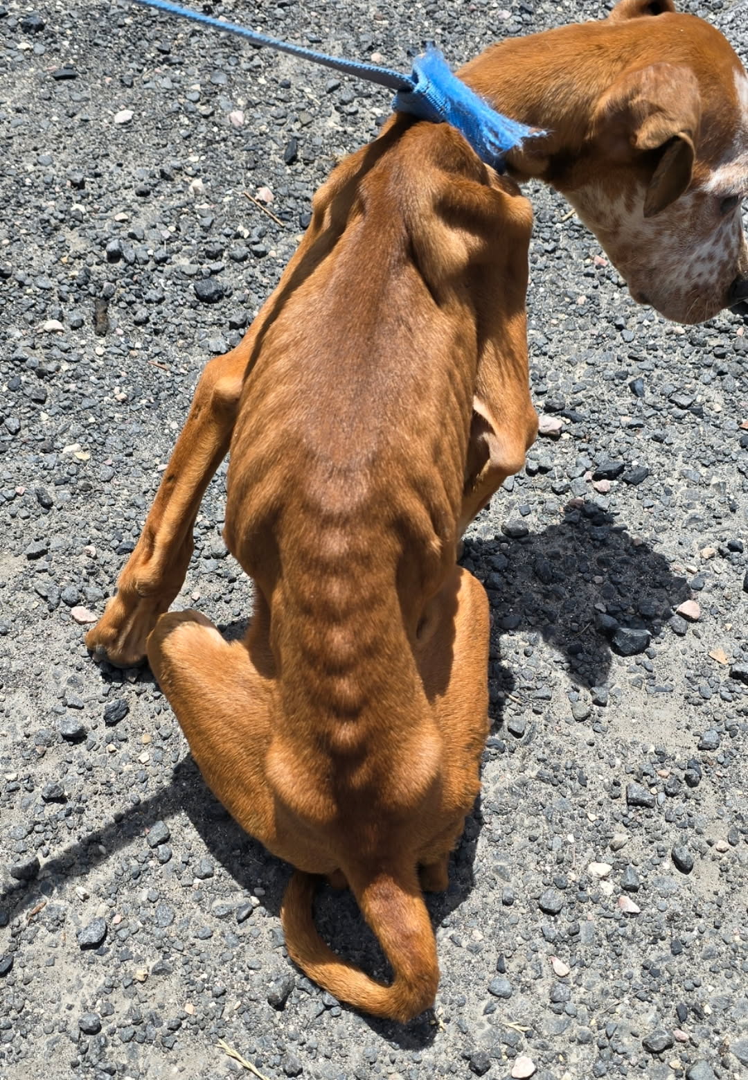 Faith at rescue