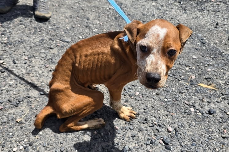 Faith at rescue