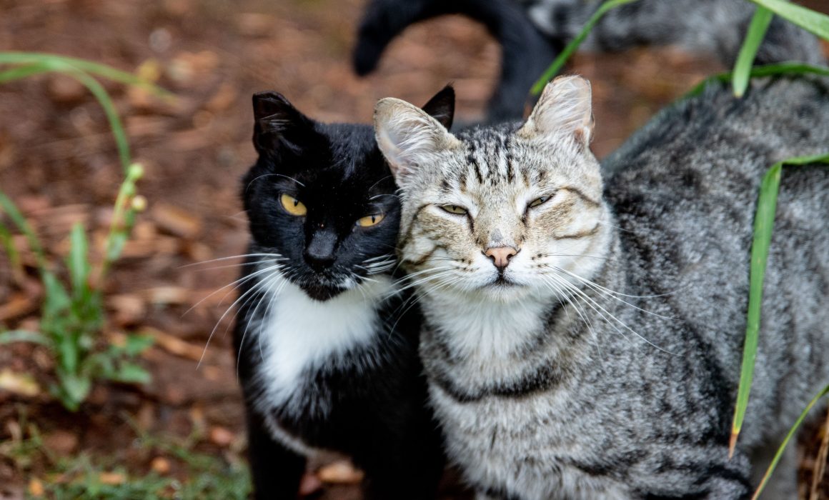 Man convicted over drowning of 11 cats